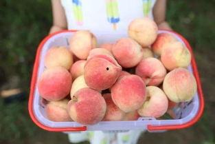 吃瓜乐园团购,畅享美食盛宴,尽享优惠折扣! 第3张 吃瓜乐园团购,畅享美食盛宴,尽享优惠折扣! 第3张